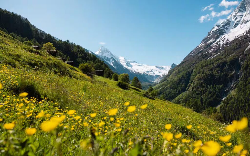 Ricola and ROOMZ: a long-standing Swiss partnership
